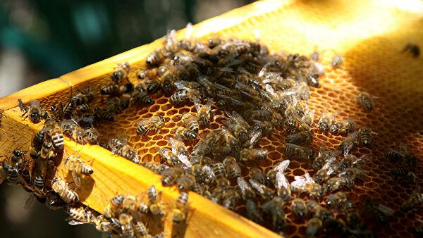 apiculture