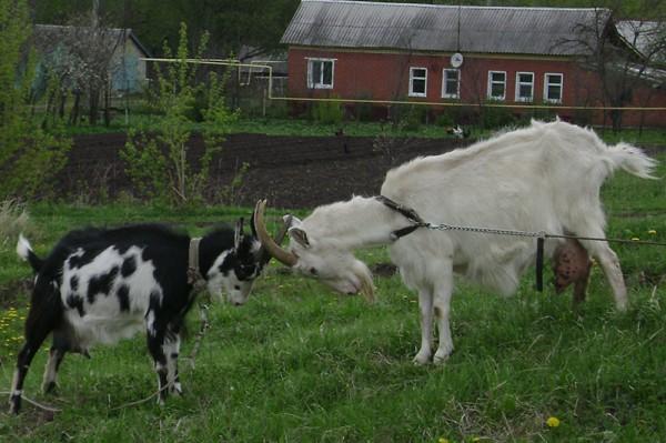 menyentap kambing