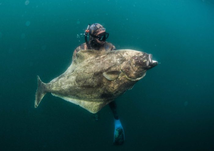 Heilbutt-Fischfoto