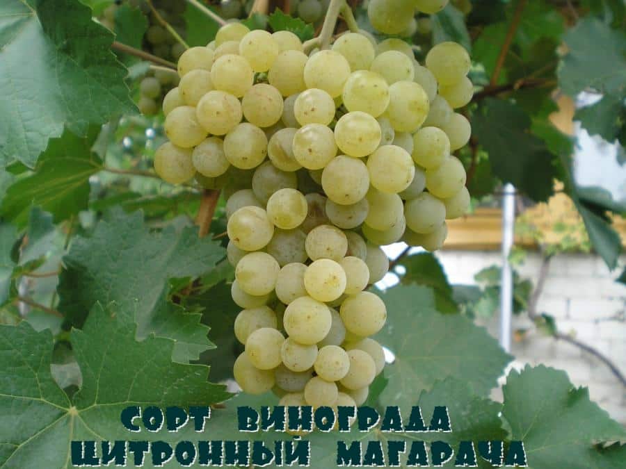 citron grapes magaracha