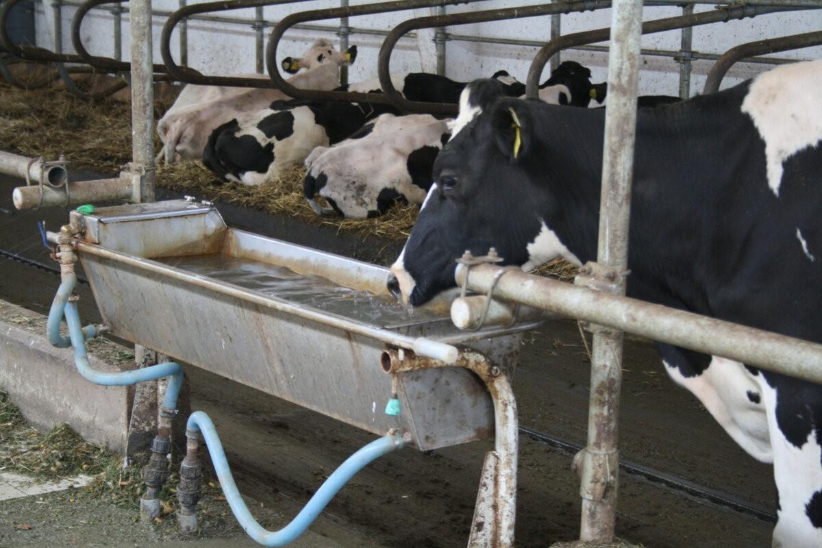 drinking bowls for cows