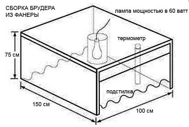 líheň pro kachňata