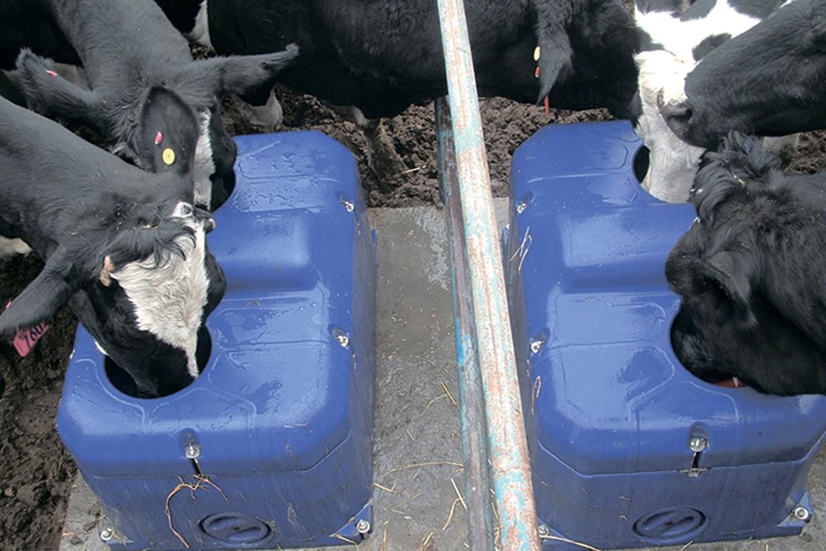 drinking bowls for cows