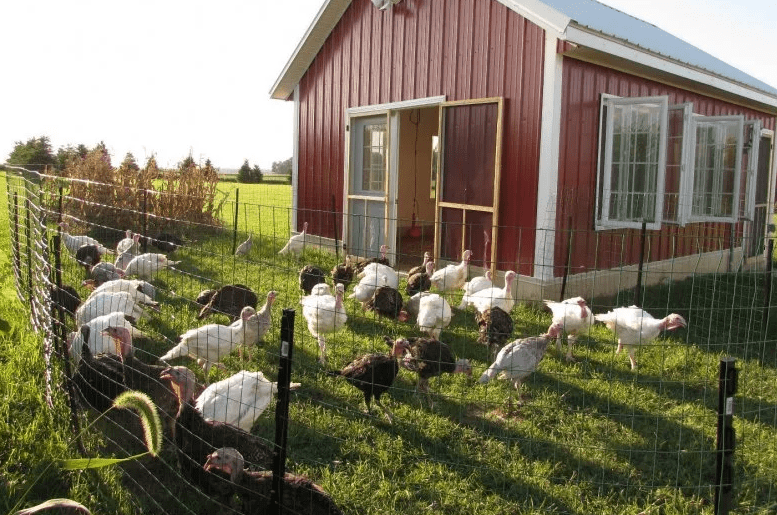 conditions pour élever des dindes à la maison