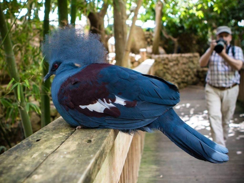 korunovaný holub