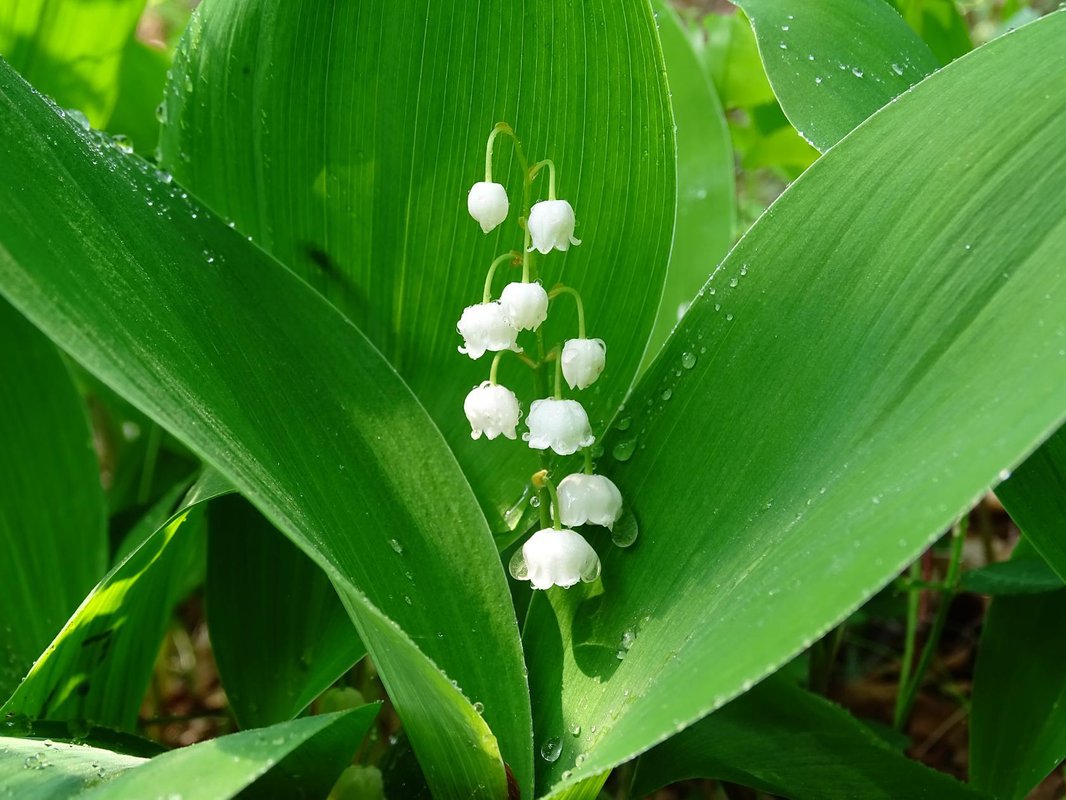 ¿Qué flores perennes se pueden plantar en una tumba? Las 35 mejores para un cementerio.