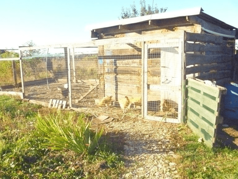 perch for turkeys