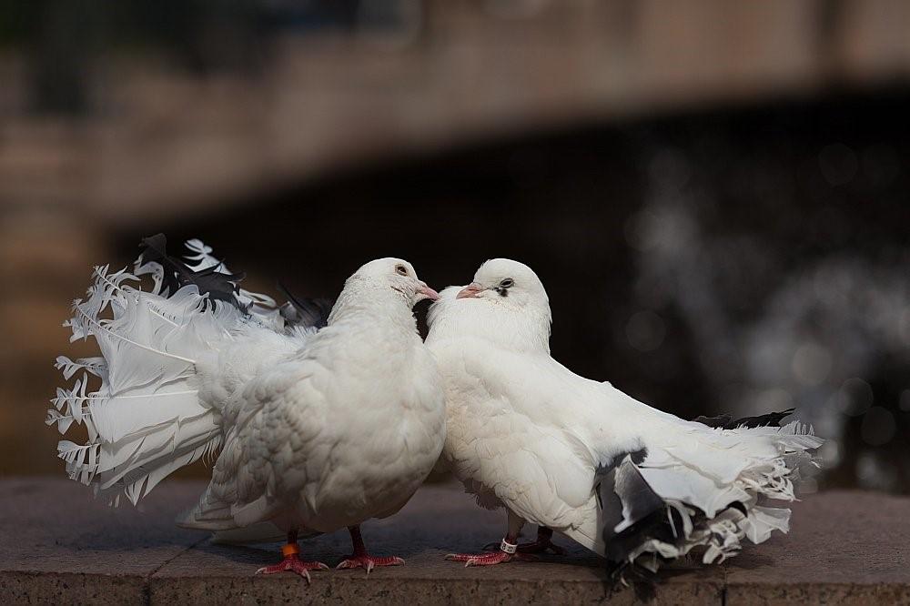 Paar Vögel