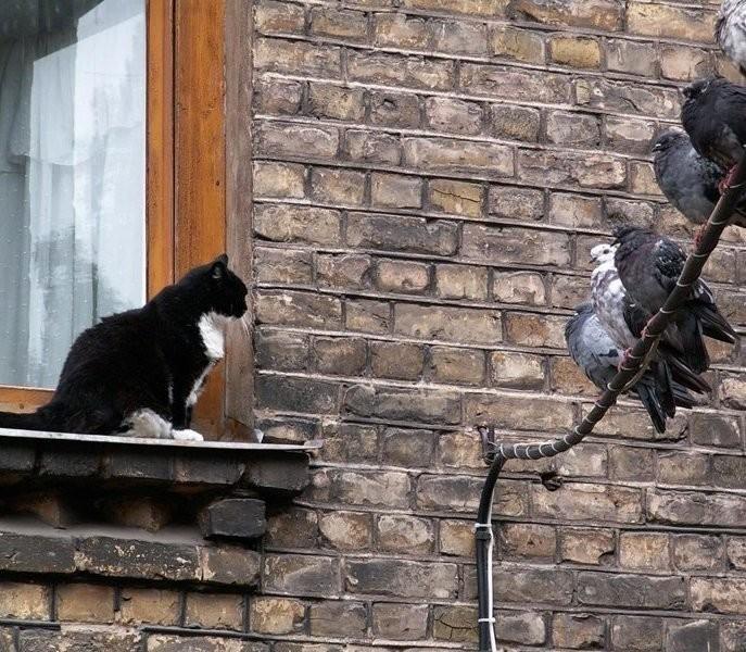 Tauben meiden Katzen