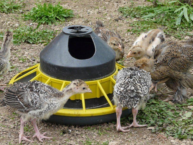 Die richtige Wahl des Futterautomaten für große Vögel, zum Beispiel Truthähne, ist ein Garant für eine schnelle Gewichtszunahme der Vogelpopulation, ihre Gesundheit und den Erhalt eines hochwertigen Futtermittels.