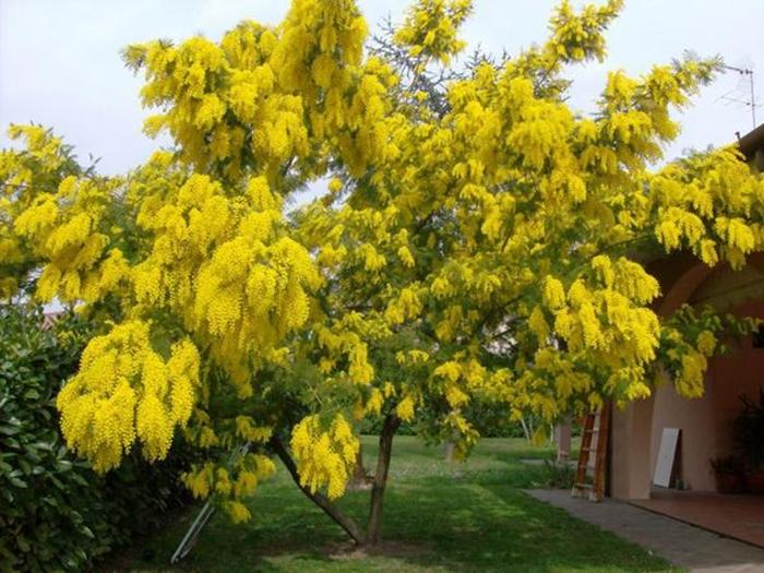 Žlutá akácie (strom Caragana)