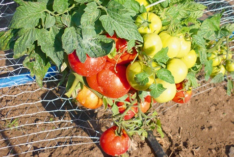 Moscow early ripening tomato bushes