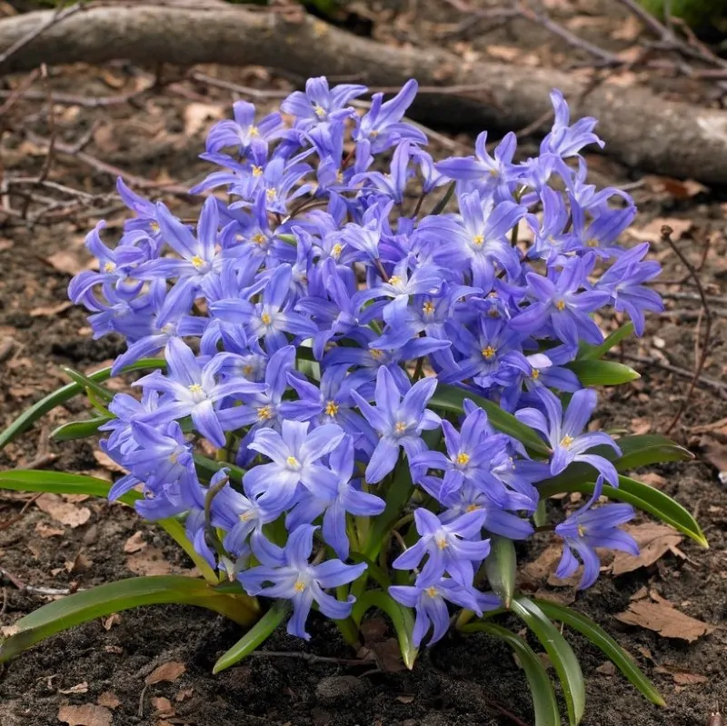 TOP 60 Frühlings-Primelblumen mit Namen, Beschreibungen und Auswahlmöglichkeiten