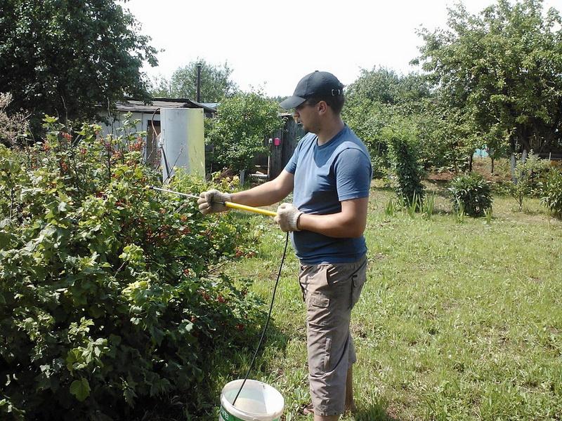 Echter Mehltau an Johannisbeeren