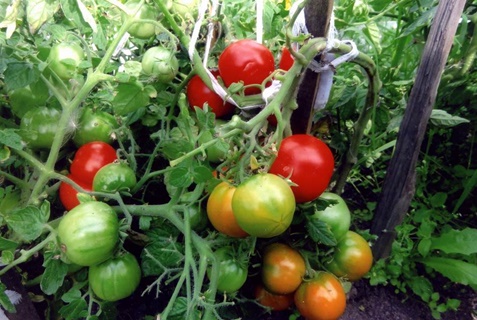 Moskva rané zrání rajčat v otevřeném terénu