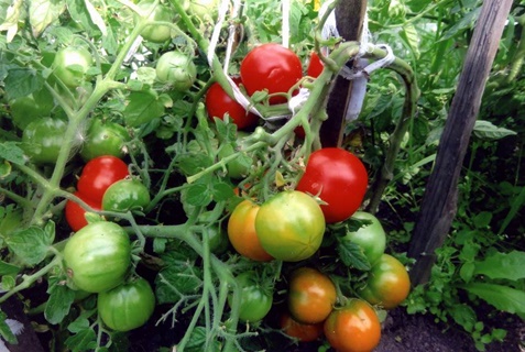 Tomates de amadurecimento precoce de Moscou em terreno aberto