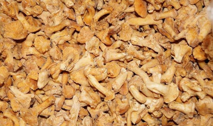 Chanterelles'in dondurulması