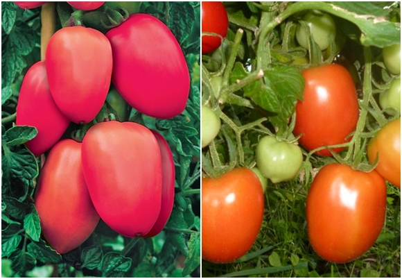 appearance of tomato Stolypin