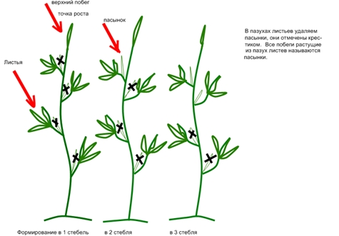 tomato planting scheme