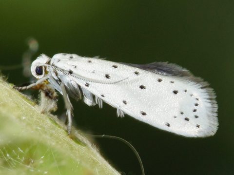 sâu bướm táo