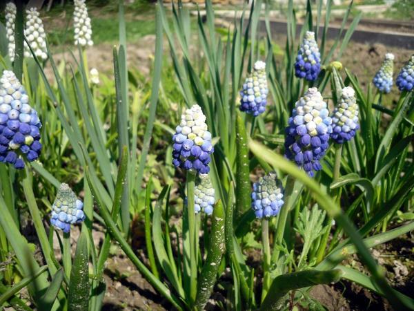 muscari fehér kék 