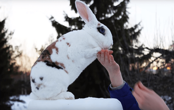 výcvik králíků