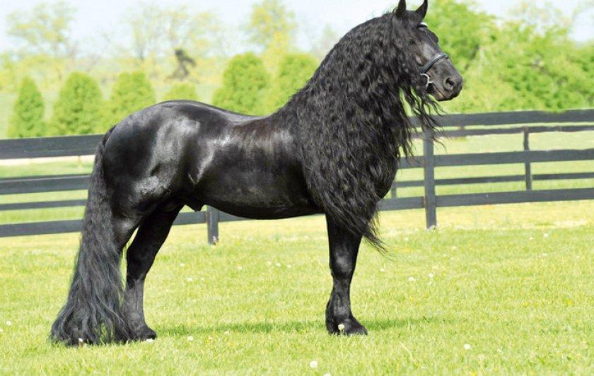 Ράτσα αλόγων Friesian