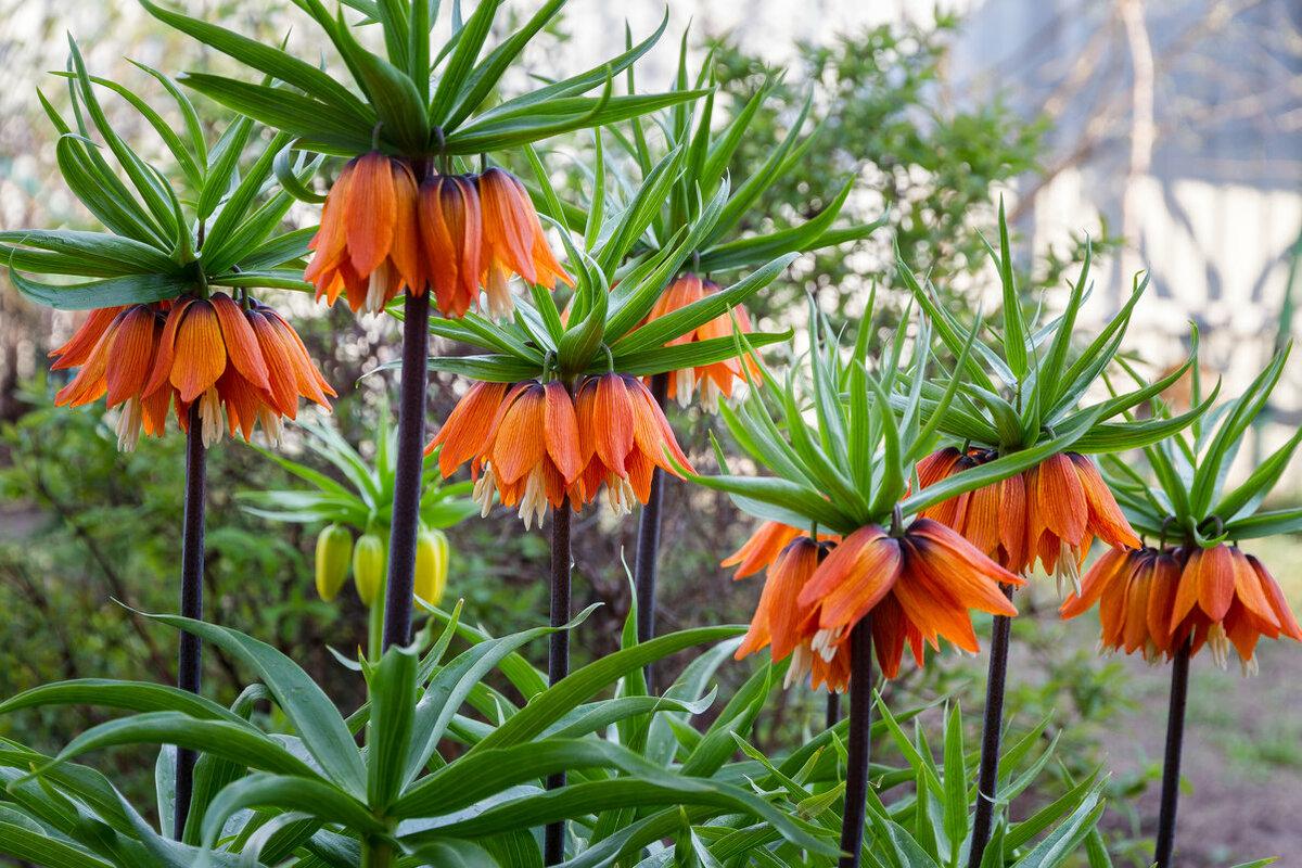 TOP 60 Frühlings-Primelblumen mit Namen, Beschreibungen und Auswahlmöglichkeiten