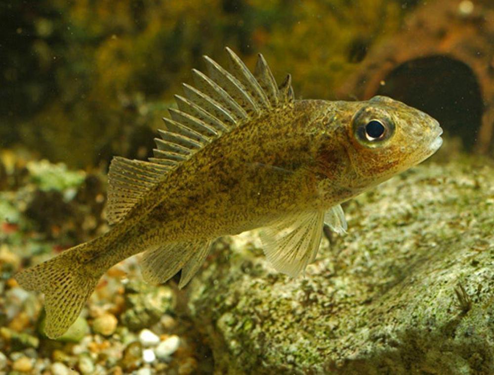 List and description of 39 predatory and herbivorous river fish, their features