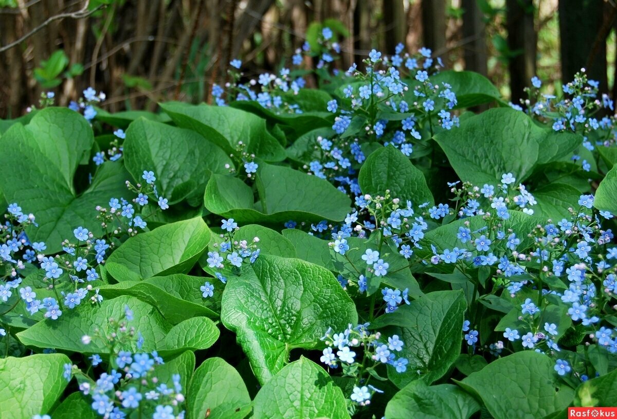 ¿Qué flores perennes se pueden plantar en una tumba? Las 35 mejores para un cementerio.