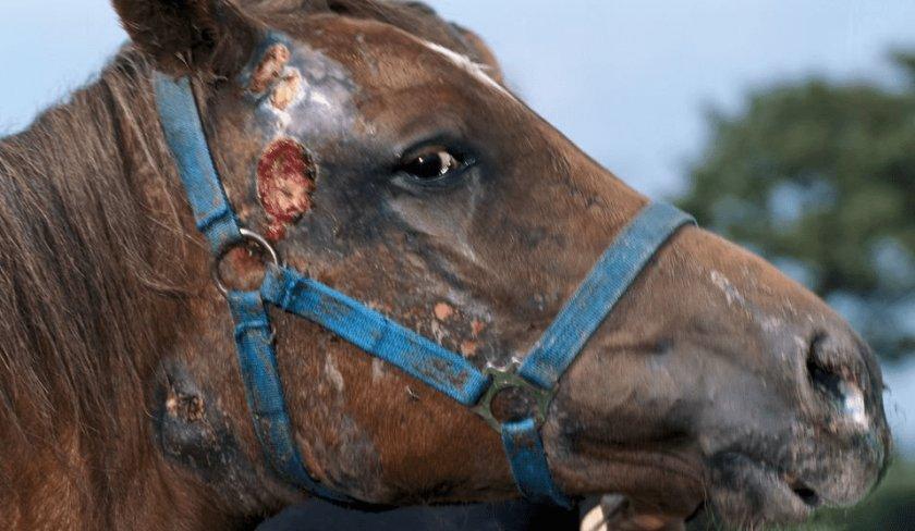 tratamento de cavalo