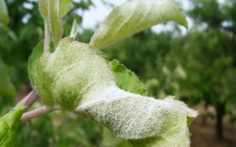 Powdery mildew