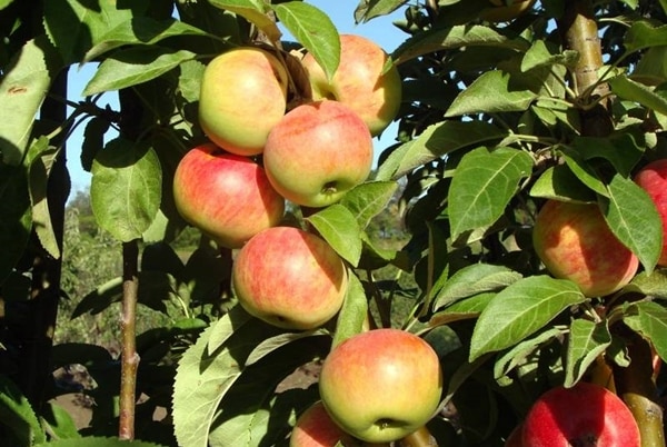 apple tree gin