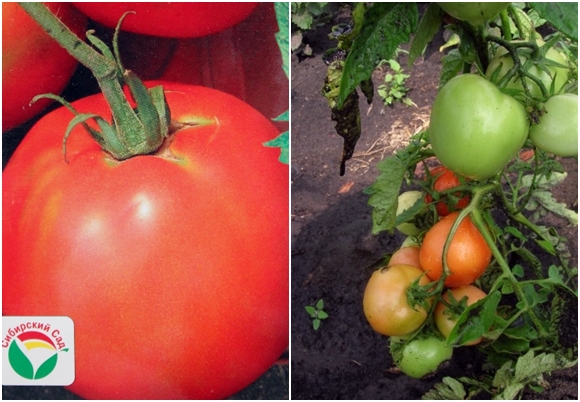 Graines de tomates Zhenechka