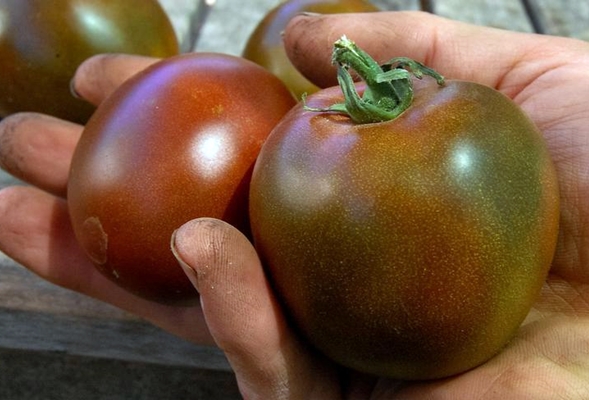 apparition d'une tomate noire