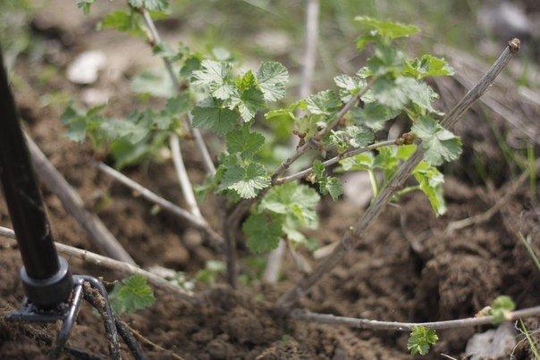 kruisbessen planten