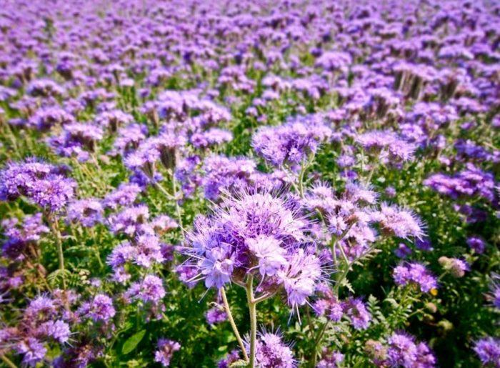 Phacelia