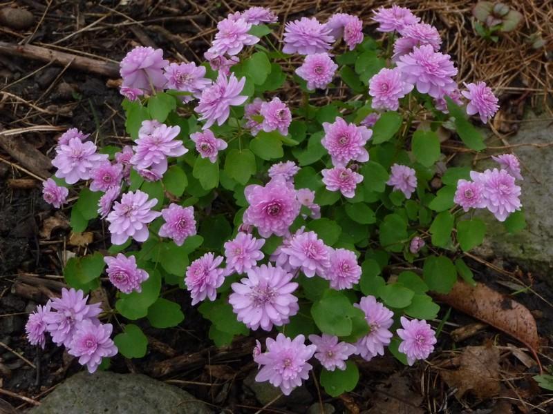 TOP 60 spring primrose flowers with names, descriptions and which ones to choose