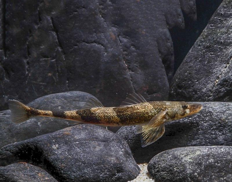 Lijst en beschrijving van 39 roofzuchtige en herbivore riviervissen, hun kenmerken