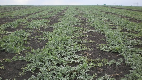 watermelon field