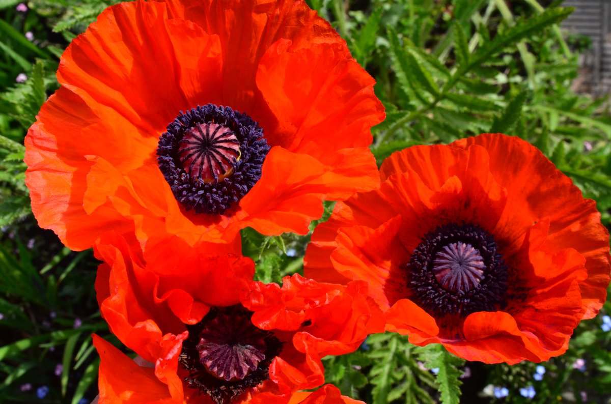 ¿Qué flores perennes se pueden plantar en una tumba? Las 35 mejores para un cementerio.