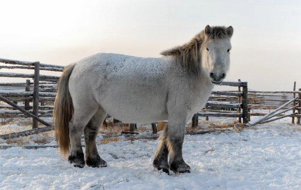 Cavalo iacuto