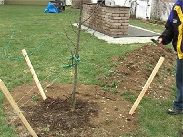 apple tree delight