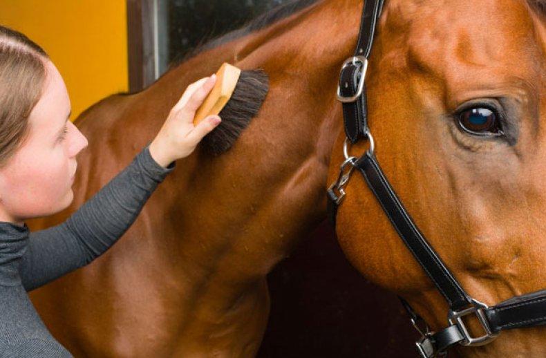 paarden schoonmaken