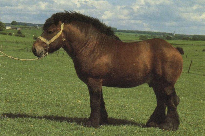 caballo de las ardenas