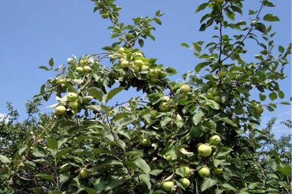 apple tree white filling in the garden