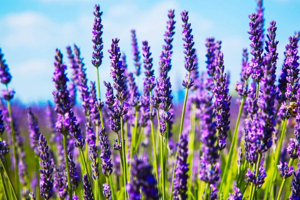 ¿Qué flores perennes se pueden plantar en una tumba? Las 35 mejores para un cementerio.