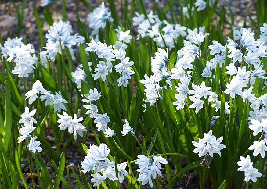 TOP 60 květin jarních petrklíčů se jmény, popisy a jaké vybrat