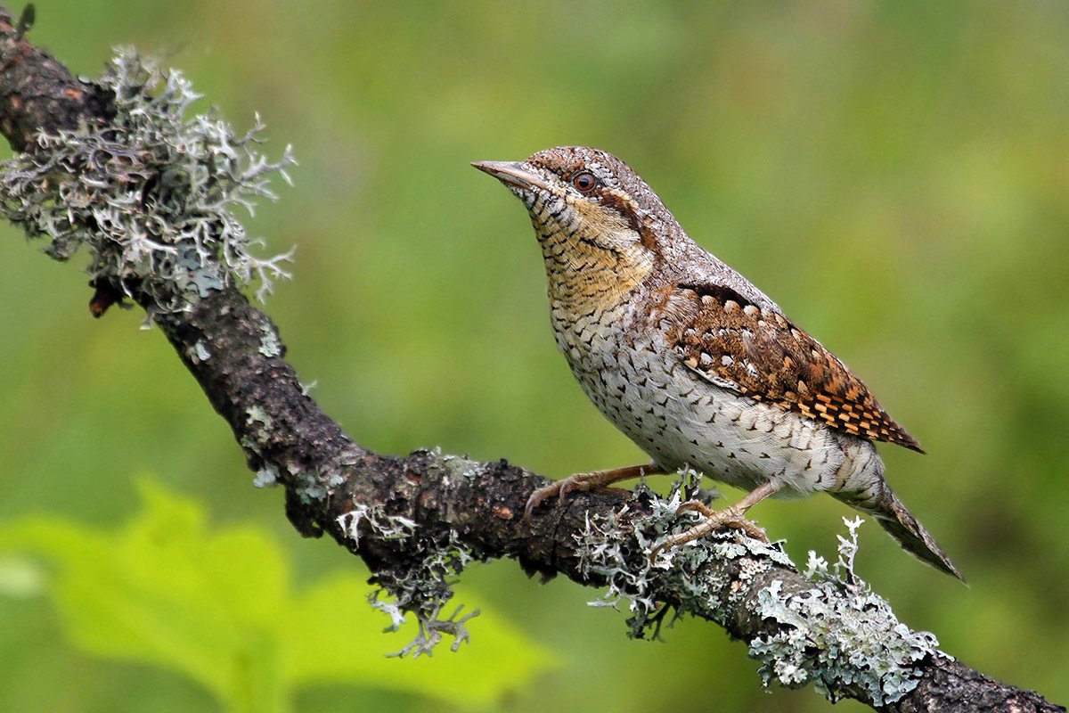 TOP 30 espécies de aves migratórias com nomes e descrições, suas características