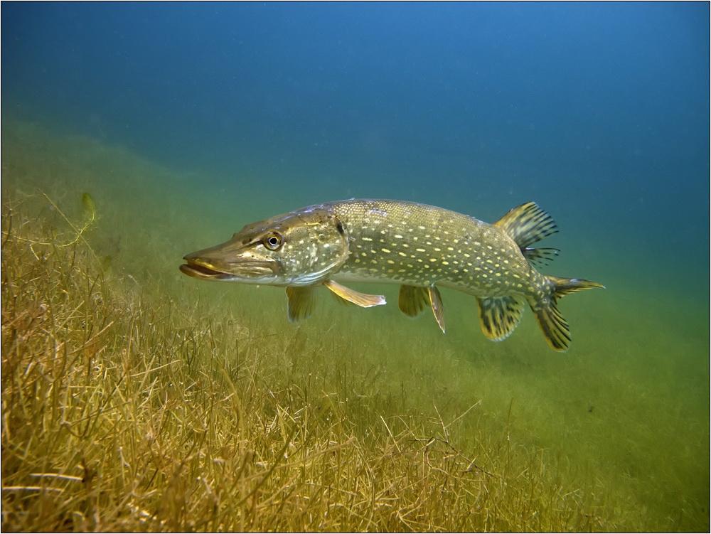 List and description of 39 predatory and herbivorous river fish, their features